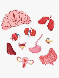 Spil & Puslespil|Lærerig Leg-BarboToys Barbo Toys Body Puslespil Pige 36 Brikker Lyserød