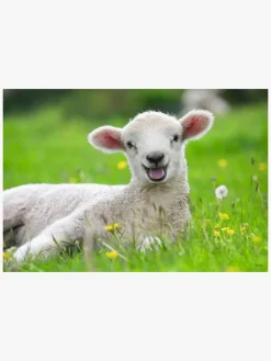 Spil & Puslespil-Ravensburger Puslespil Bondegårdsdyr 2x12 Brikker