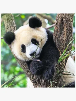 Spil & Puslespil-Ravensburger Puslespil Panda, Lion and Tiger 3x49 Brikker