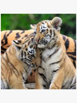 Spil & Puslespil-Ravensburger Puslespil Panda, Lion and Tiger 3x49 Brikker