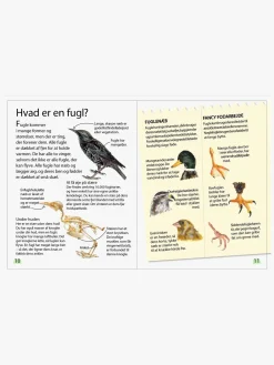 Bøger-GlobeForlaget Ud i naturen - Fugle