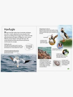 Bøger-GlobeForlaget Ud i naturen - Fugle