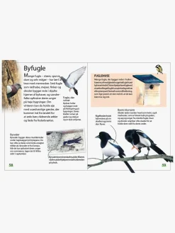 Bøger-GlobeForlaget Ud i naturen - Fugle